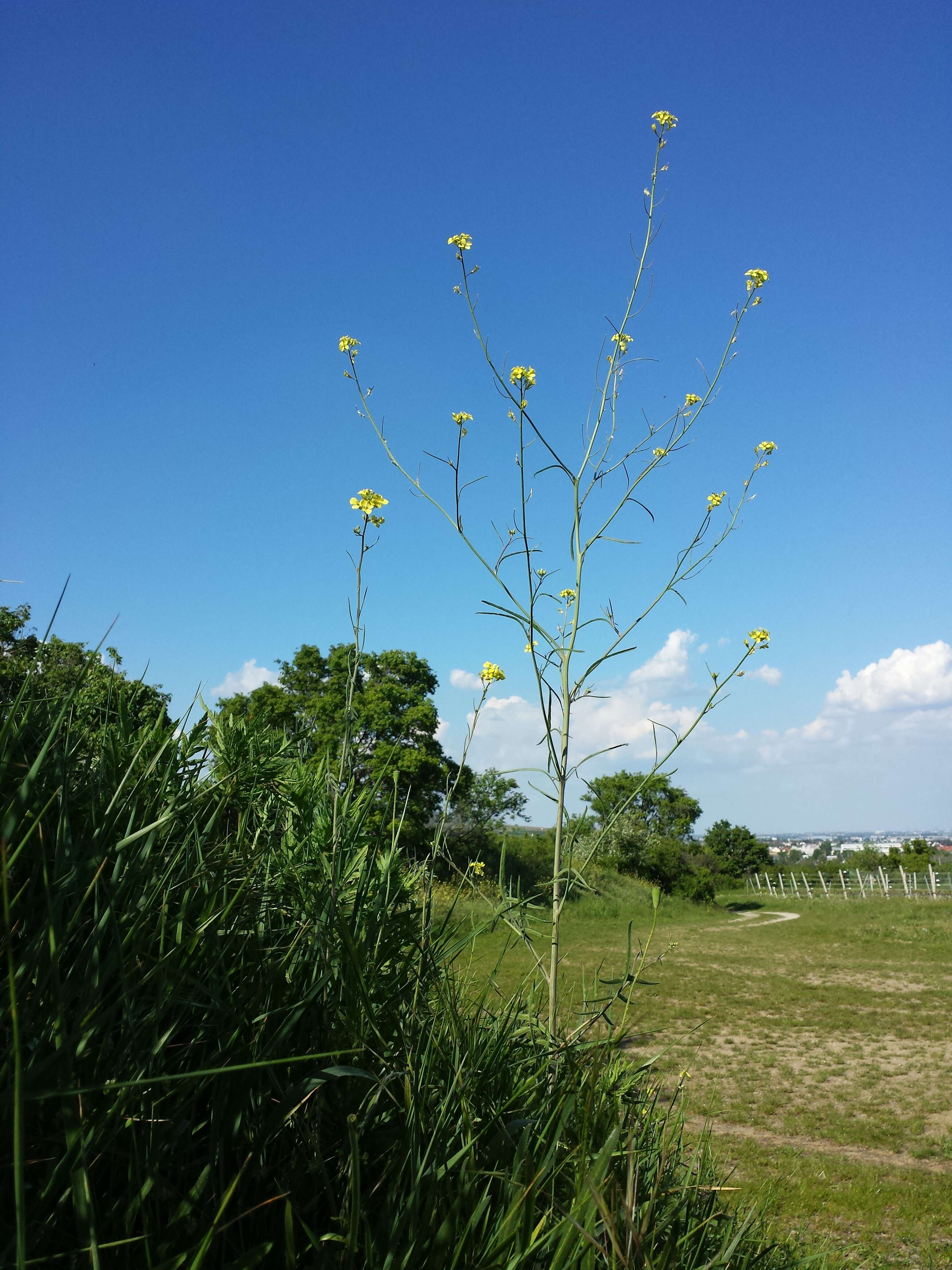 Image of Indian hedgemustard