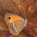 Image of Coenonympha arcanioides Pierret 1837