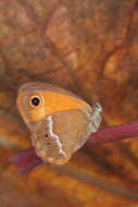 Image of Coenonympha arcanioides Pierret 1837