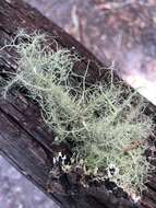 Image of Bloody beard lichen;   Beard lichen