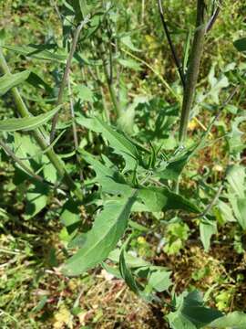 Image of Indian hedgemustard