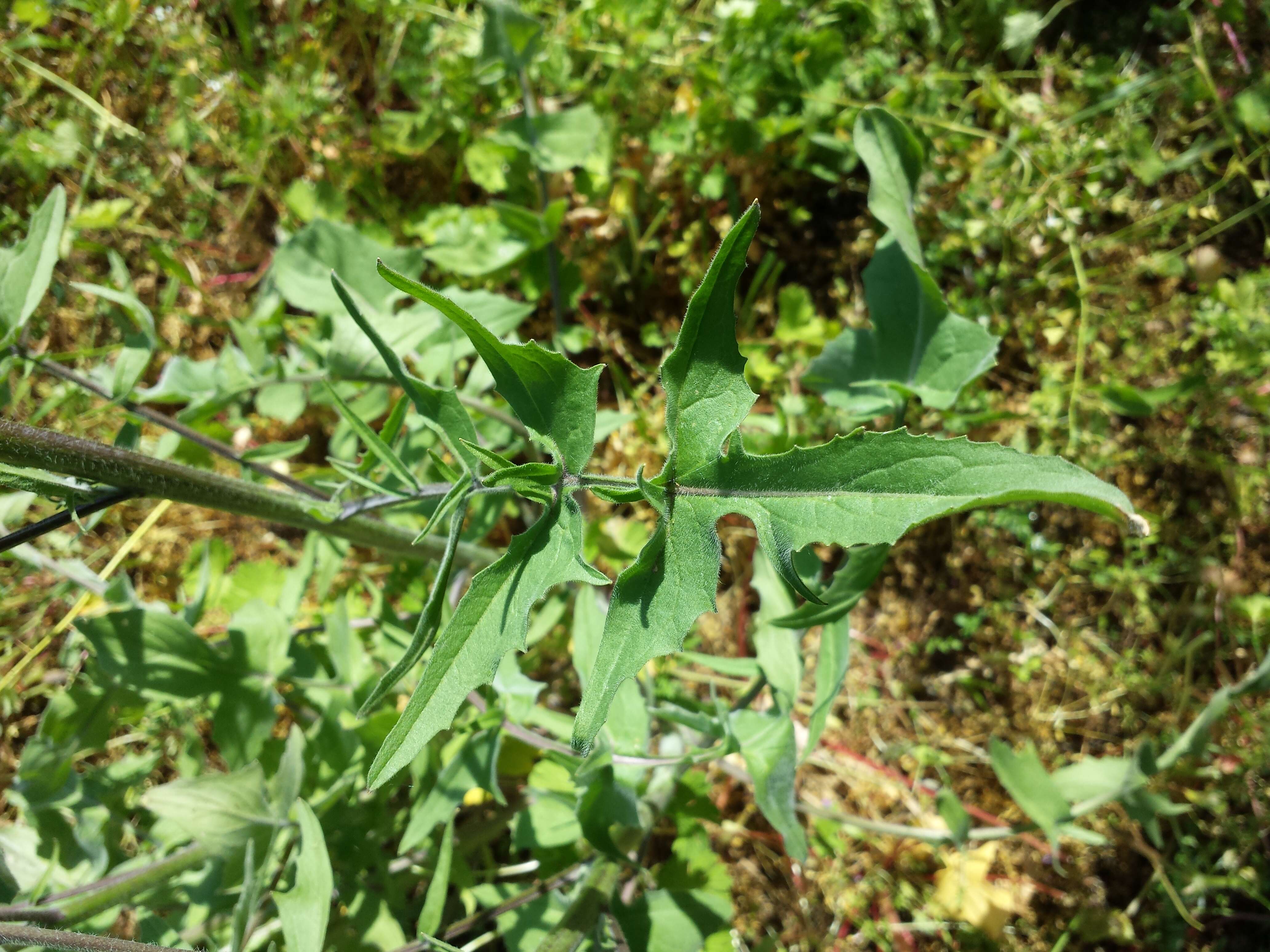 Image of Indian hedgemustard