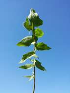 Image of Indian hedgemustard