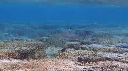 Image de Requin à pointes noires