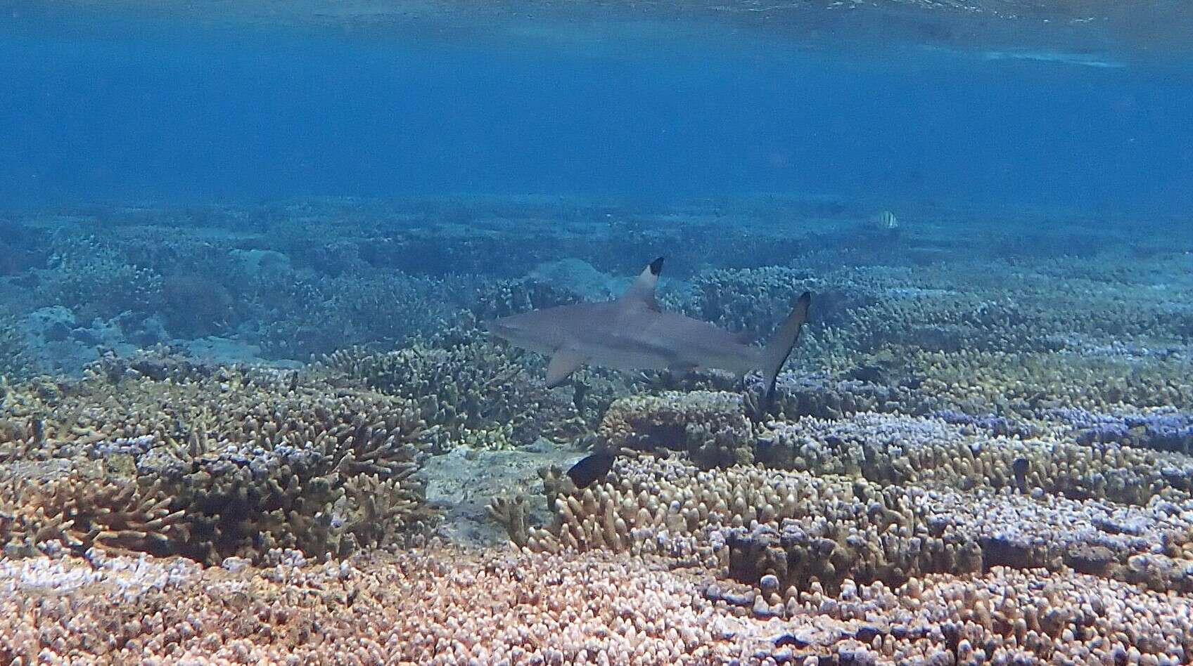 Image de Requin à pointes noires