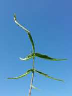 Image of Indian hedgemustard