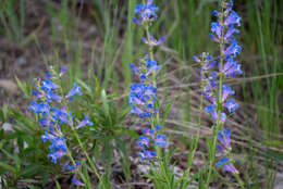 Image of blue penstemon