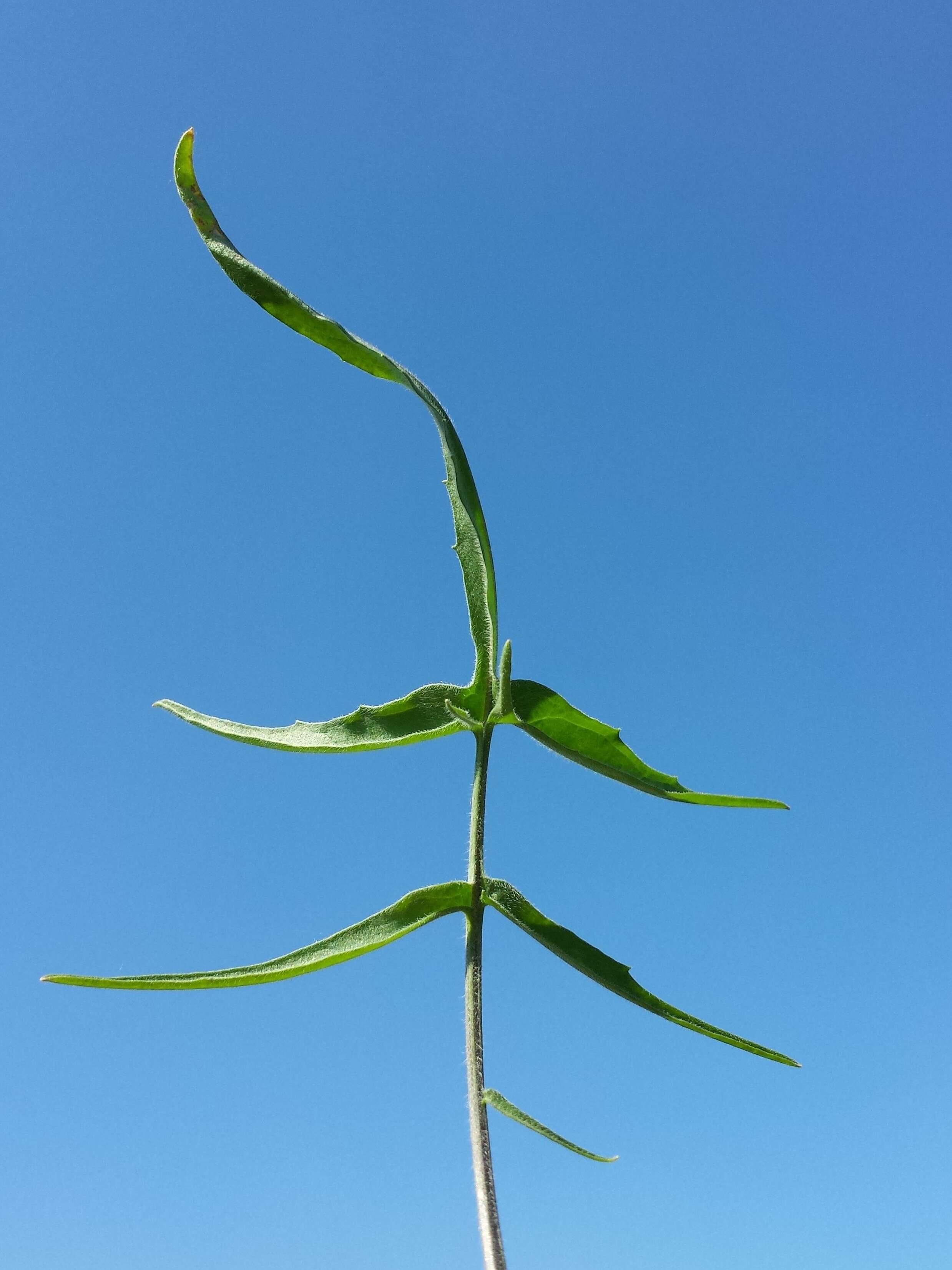 Image of Indian hedgemustard