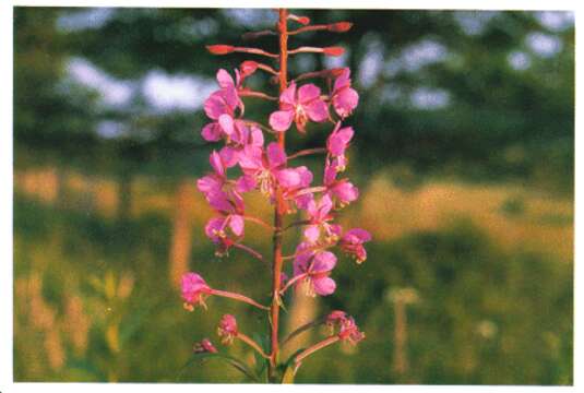 Image of Narrow-Leaf Fireweed