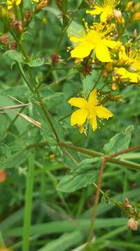 Plancia ëd Hypericum undulatum Schousboe ex Willd.