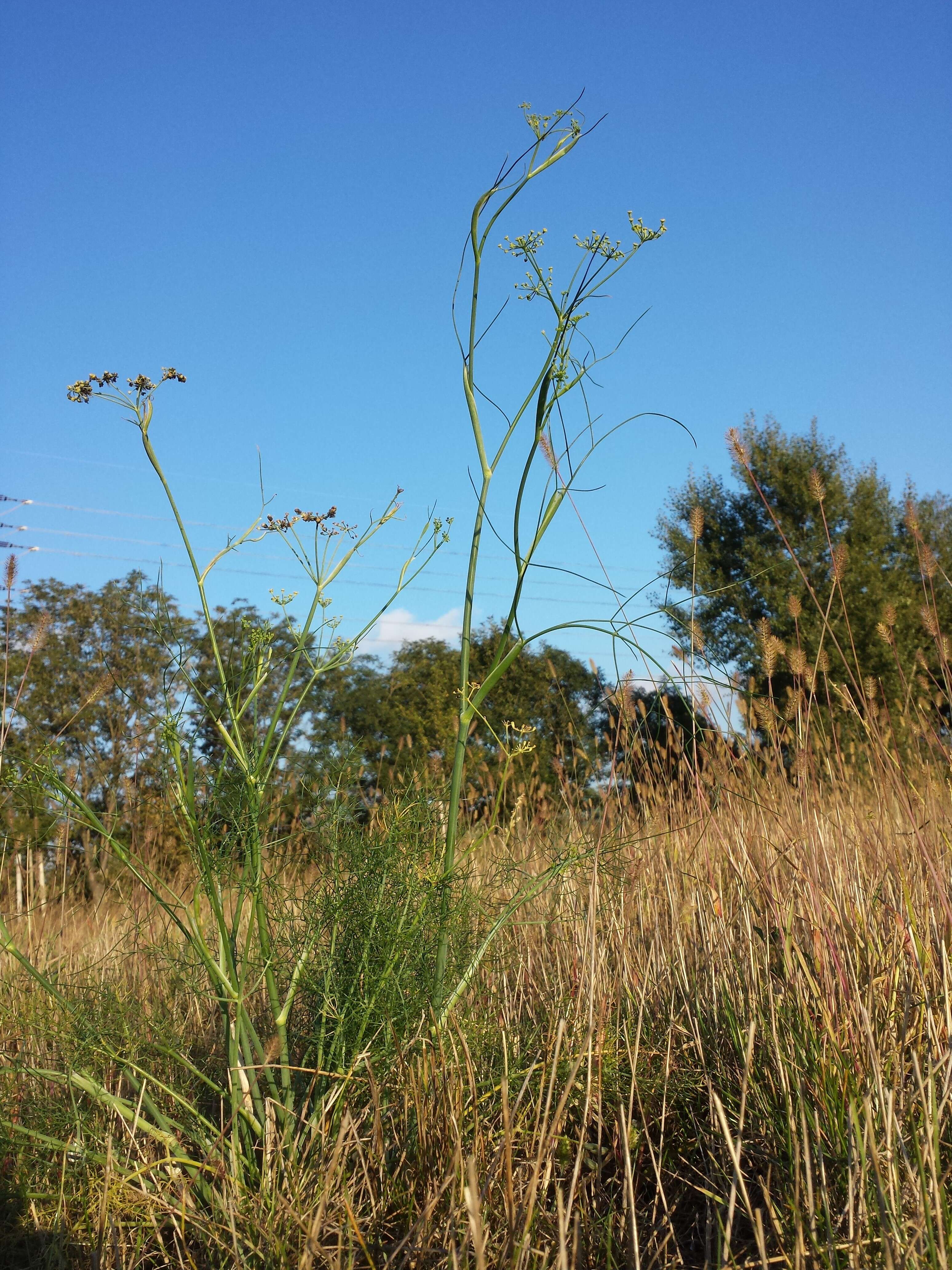 Image of fennel