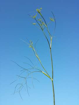 Image of fennel