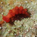 Image of Cowled nudibranch