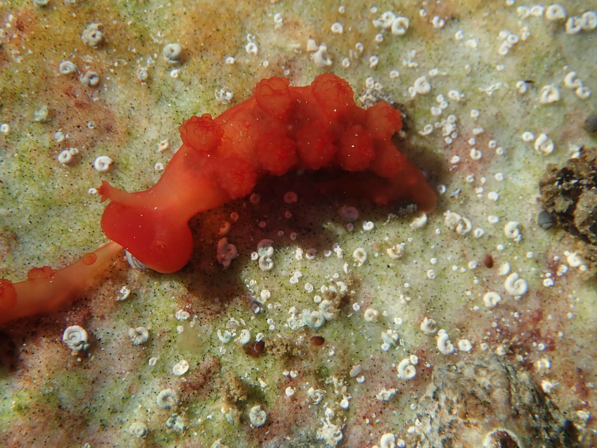Image of Cowled nudibranch