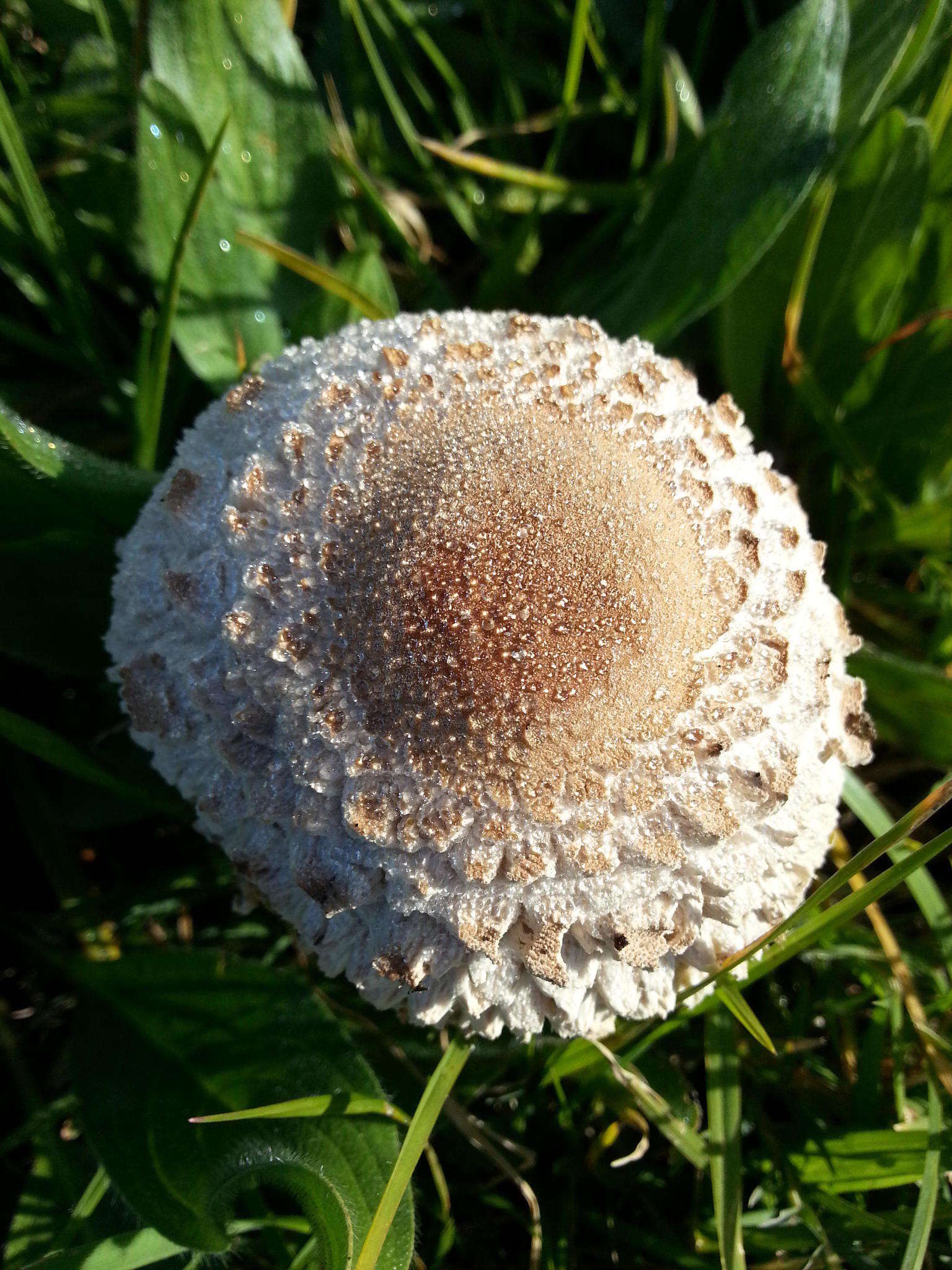 Слика од Macrolepiota zeyheri Heinem. 1962