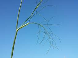 Image of fennel