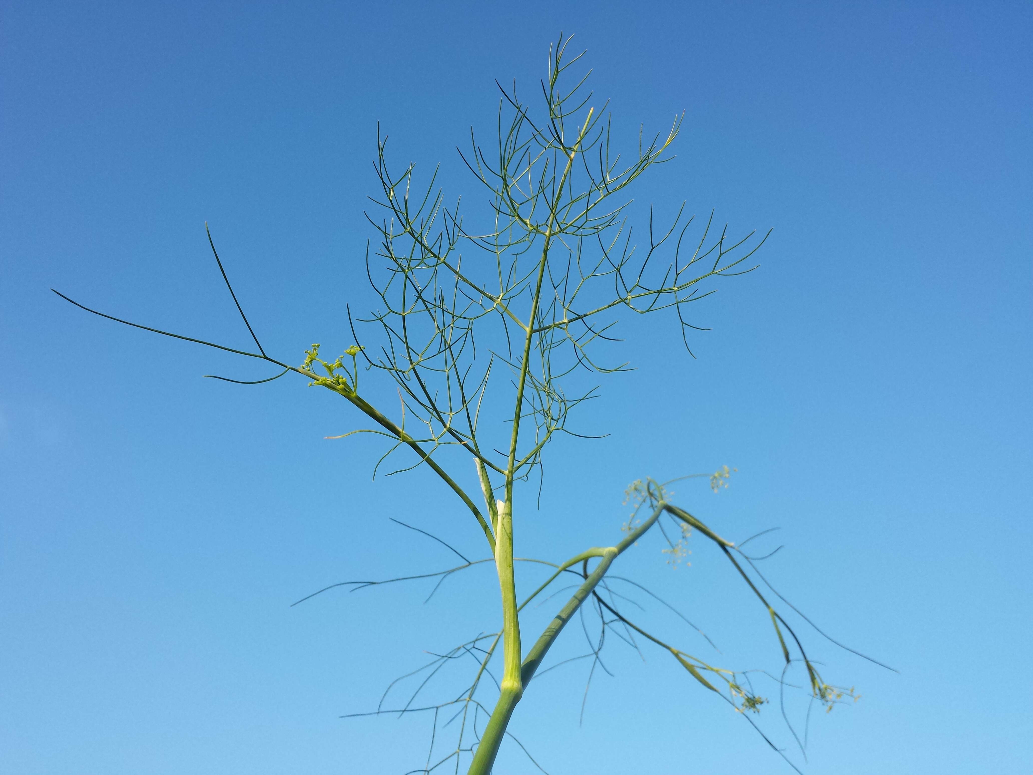 Image of fennel