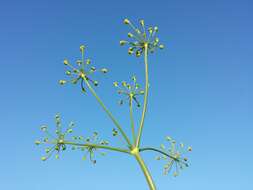 Image of fennel