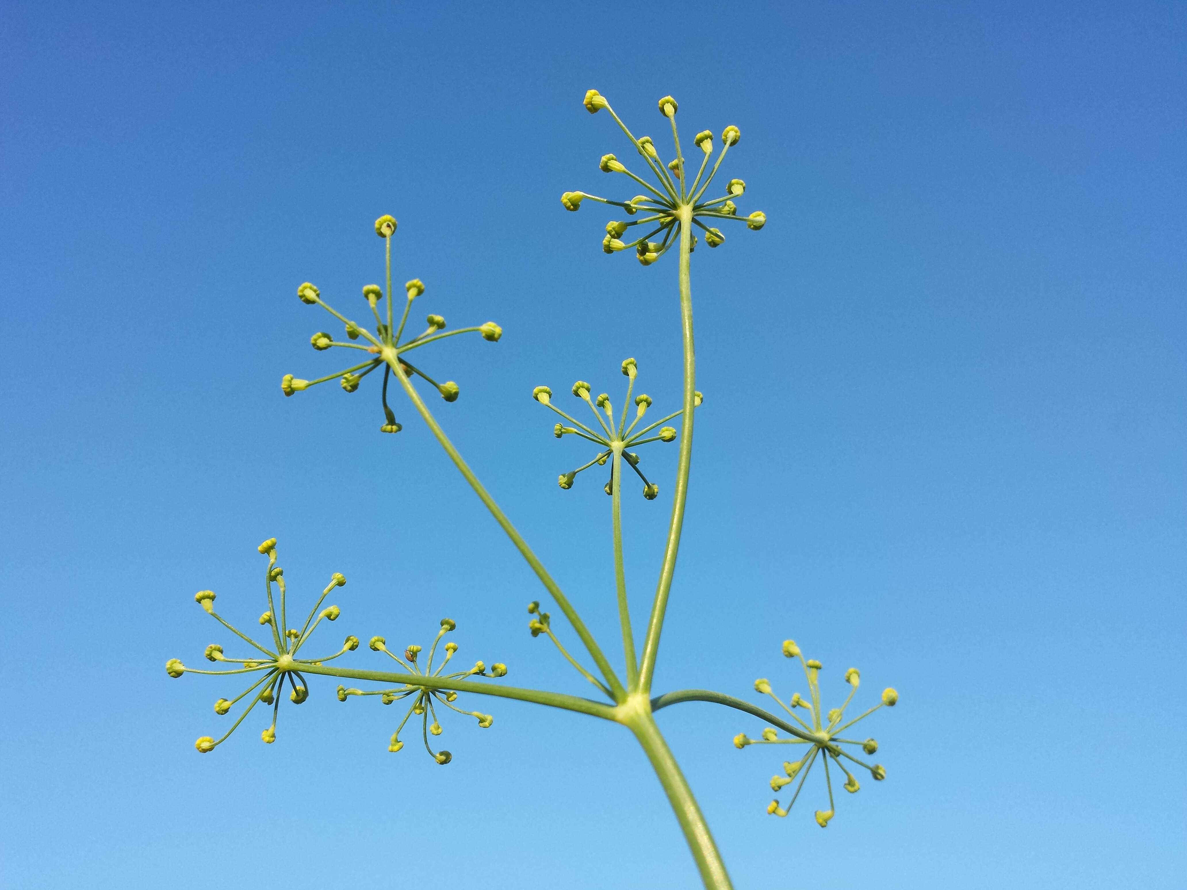 Image of fennel