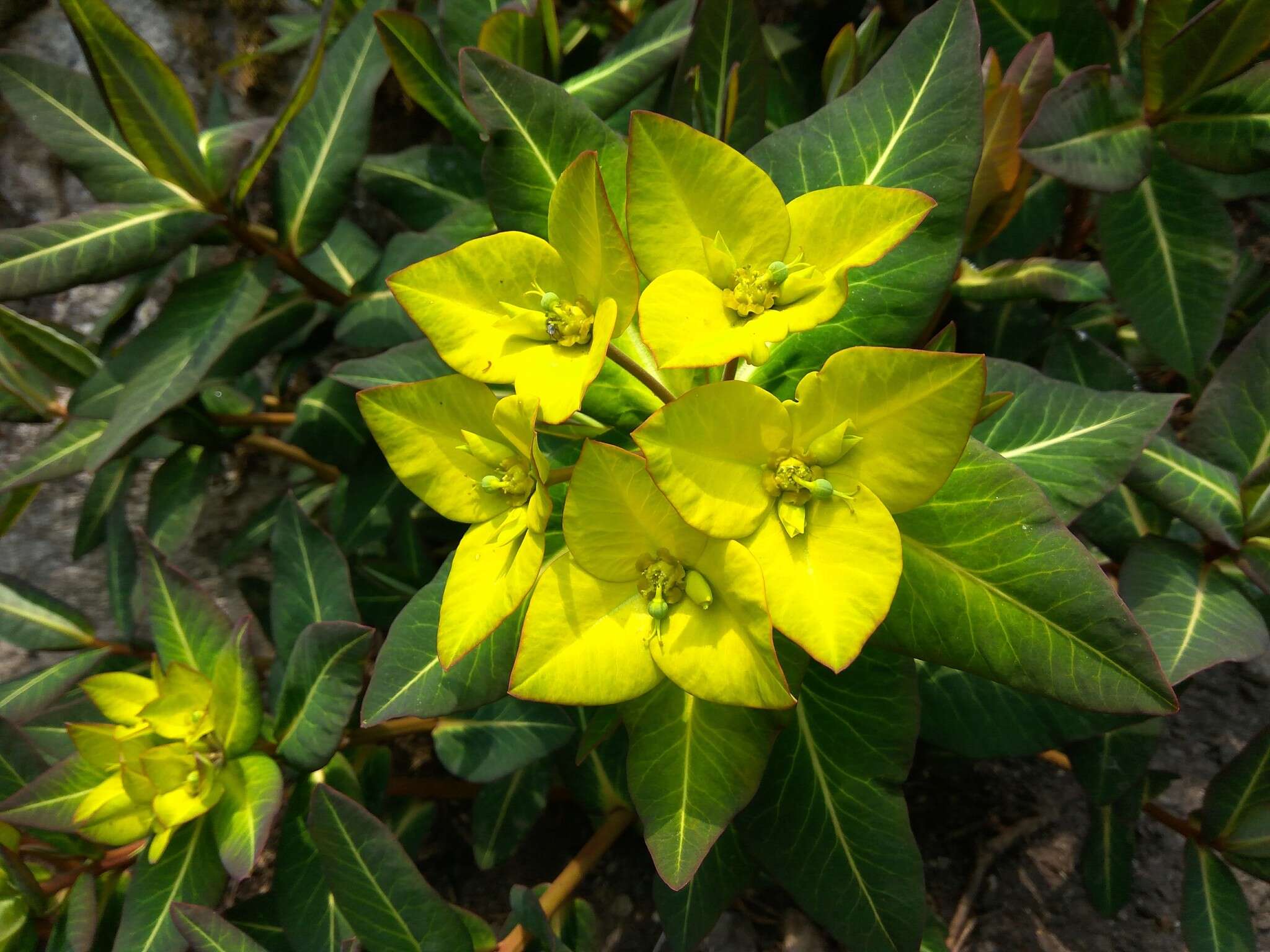 Image of Euphorbia wallichii Hook. fil.