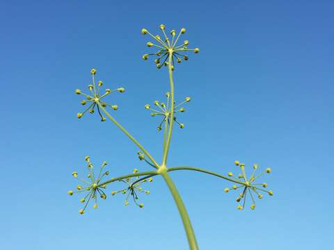 Image of fennel