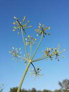 Image of fennel