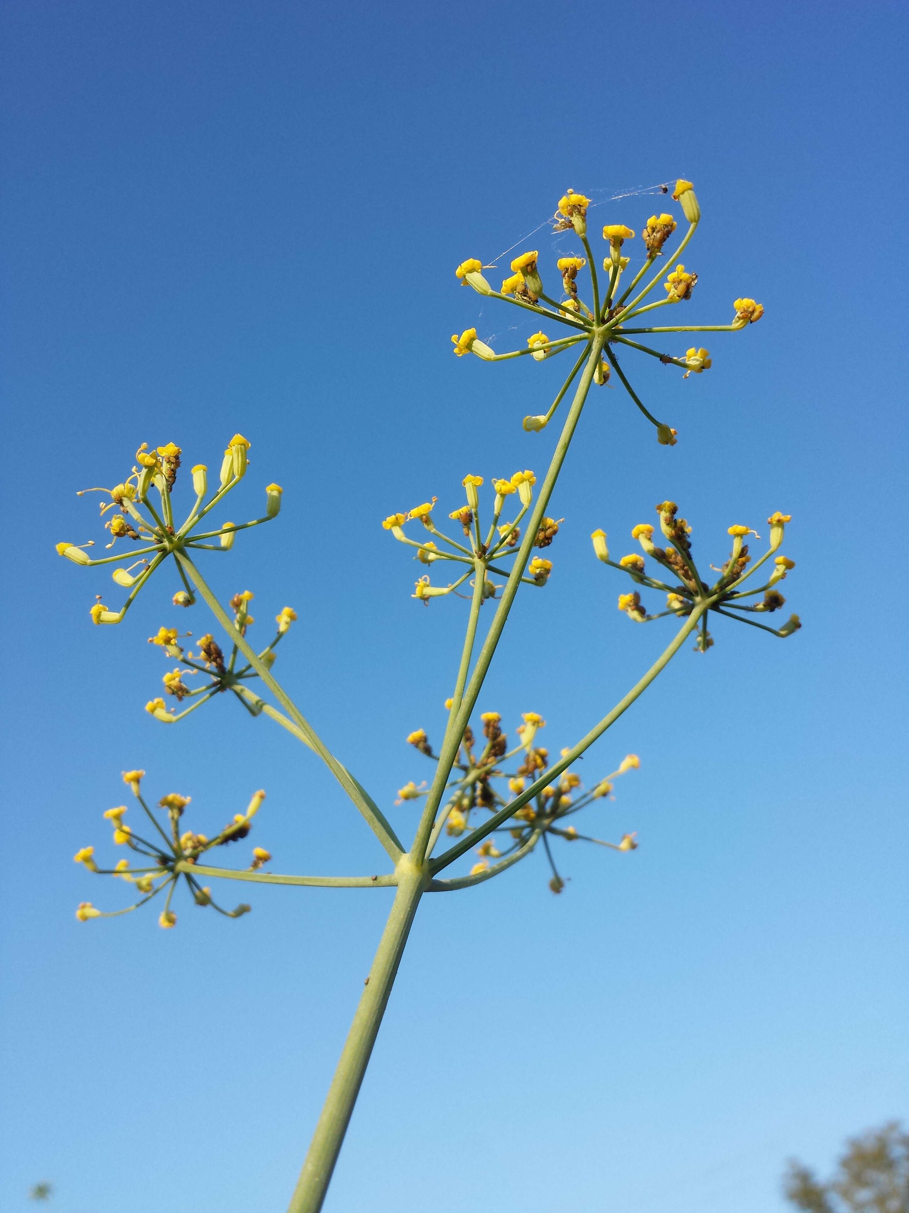 Image of fennel