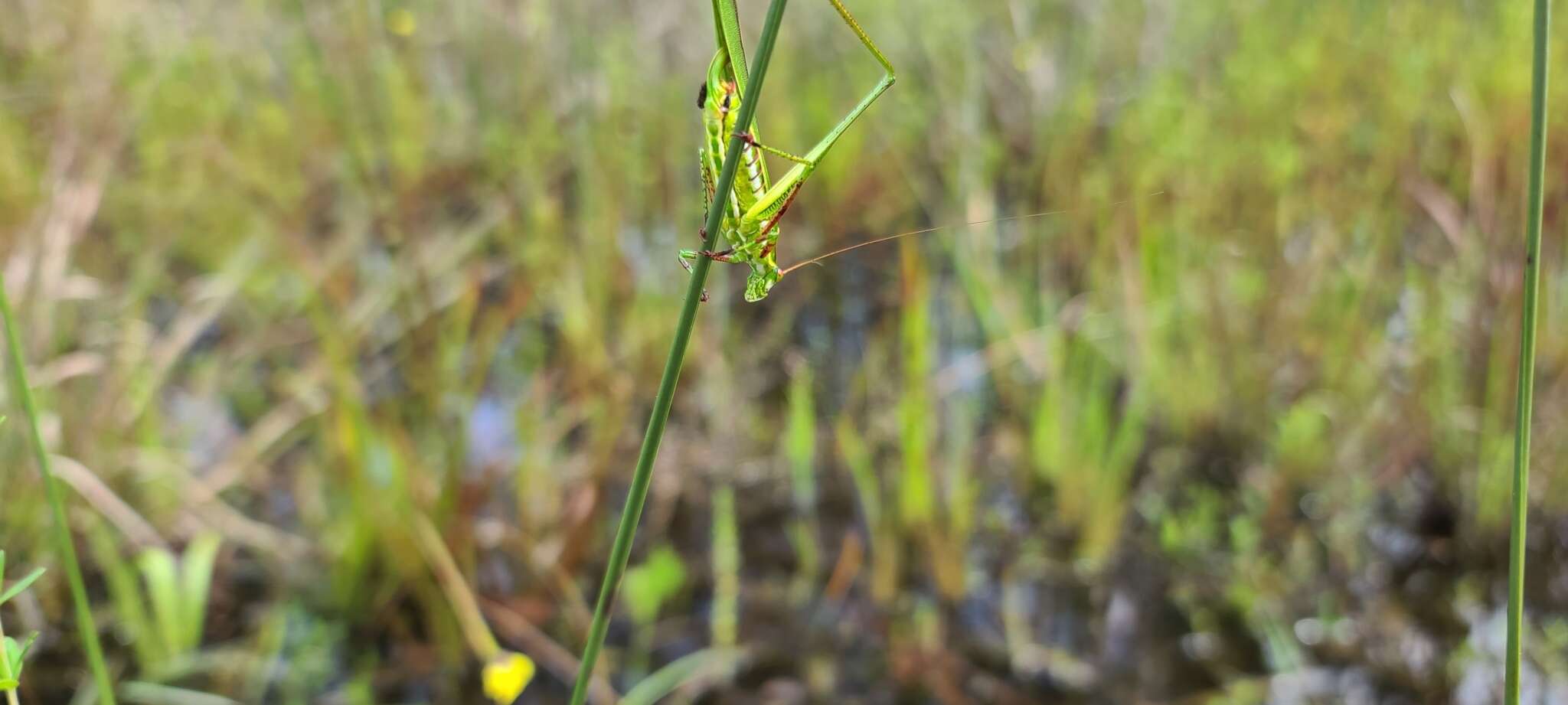 Image of Guinea-cypress Katydid