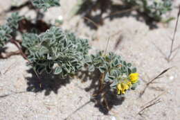 Plancia ëd Medicago marina L.