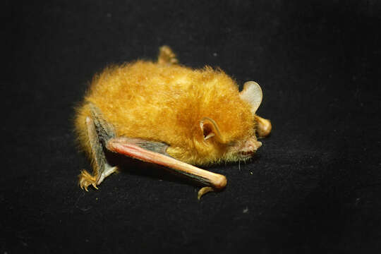 Image of Harrison's Murine Bat