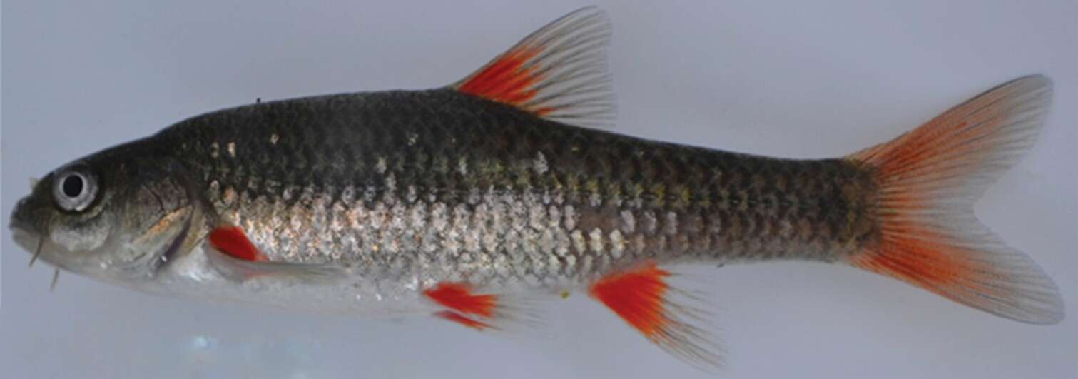 Image of Eastern Cape Redfin