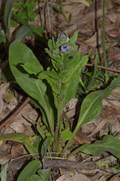 Image of blue hound's tongue