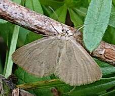 Image of Drab looper moth