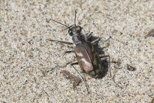 Image of Pacific Coast Tiger Beetle