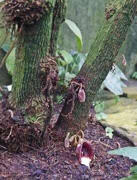 Image de Aristolochia arborea Linden