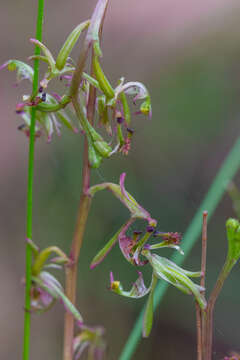 Plancia ëd Arthrochilus irritabilis F. Muell.