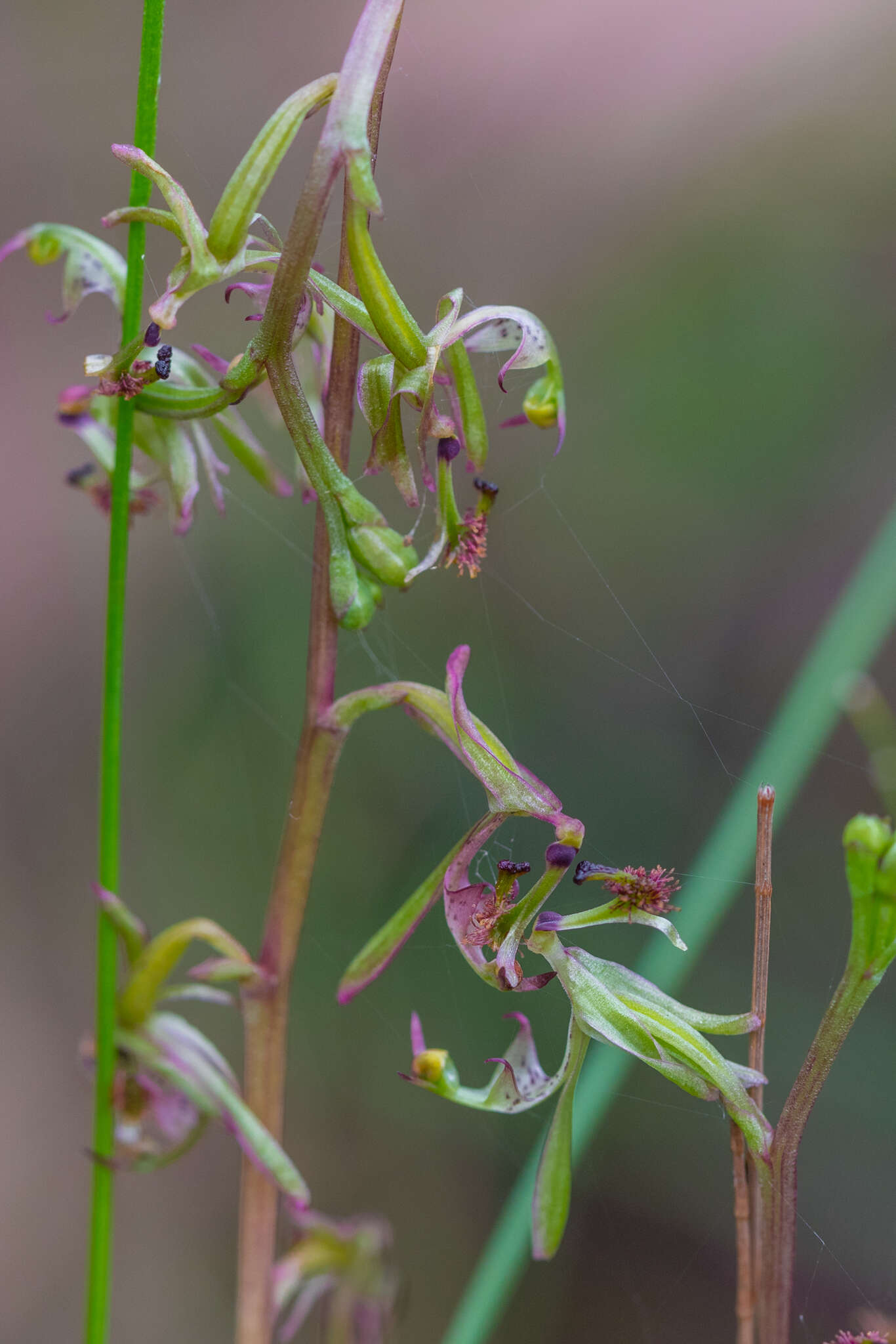 Plancia ëd Arthrochilus irritabilis F. Muell.