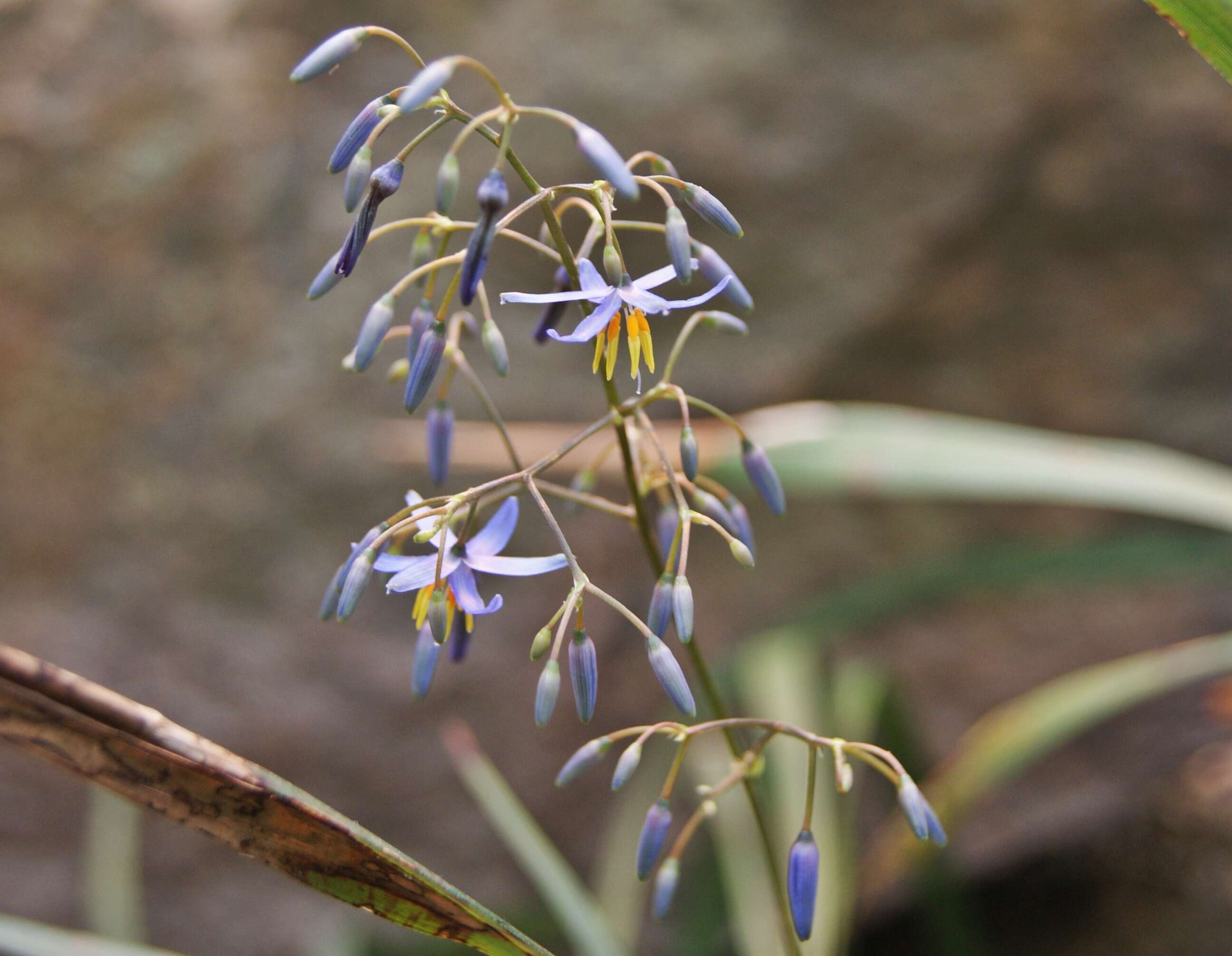 Image of cerulean flaxlily