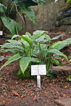 Image of dumbcane
