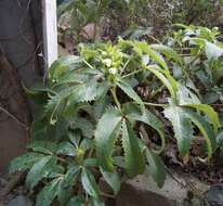 Image of Corsican hellebore