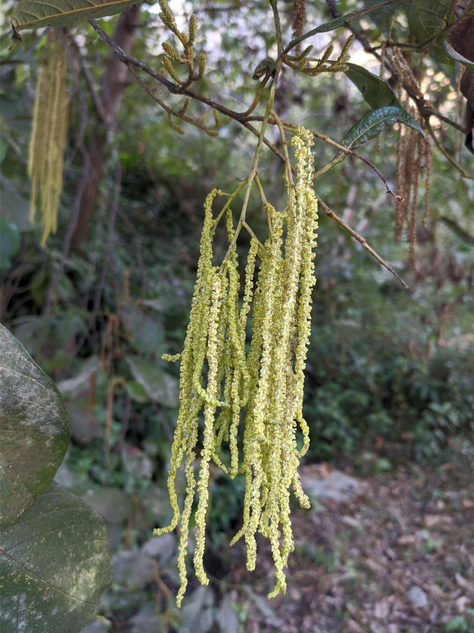 Plancia ëd Alnus nepalensis D. Don