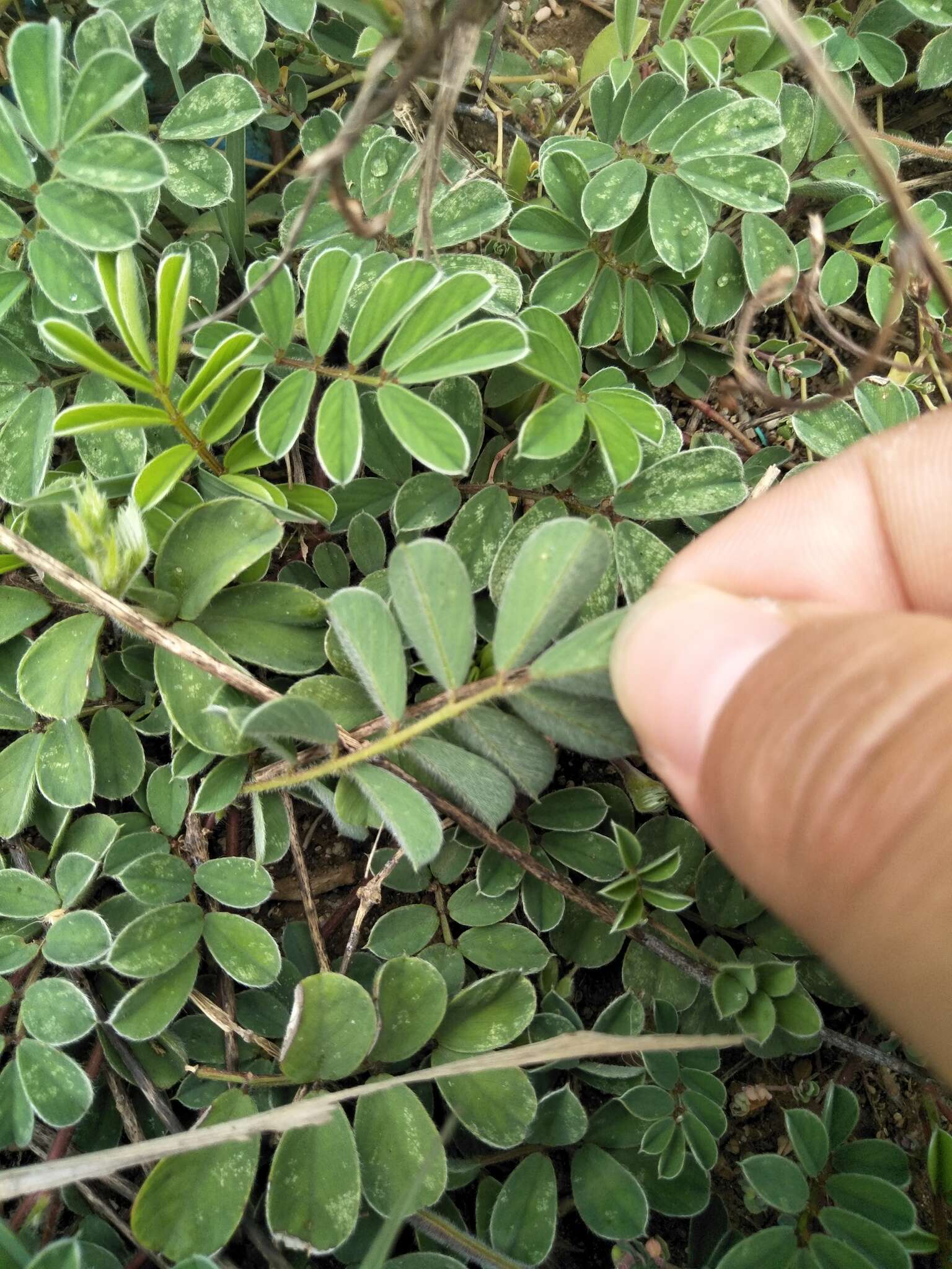 Image of Tephrosia obovata Merr.