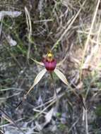 Caladenia montana G. W. Carr的圖片