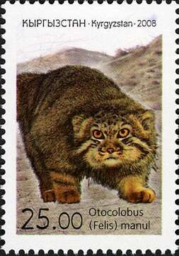 Image of Pallas’s cat