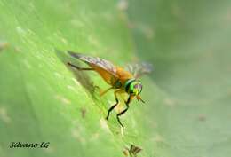 Image of Yellow Fly of the Dismal Swamp