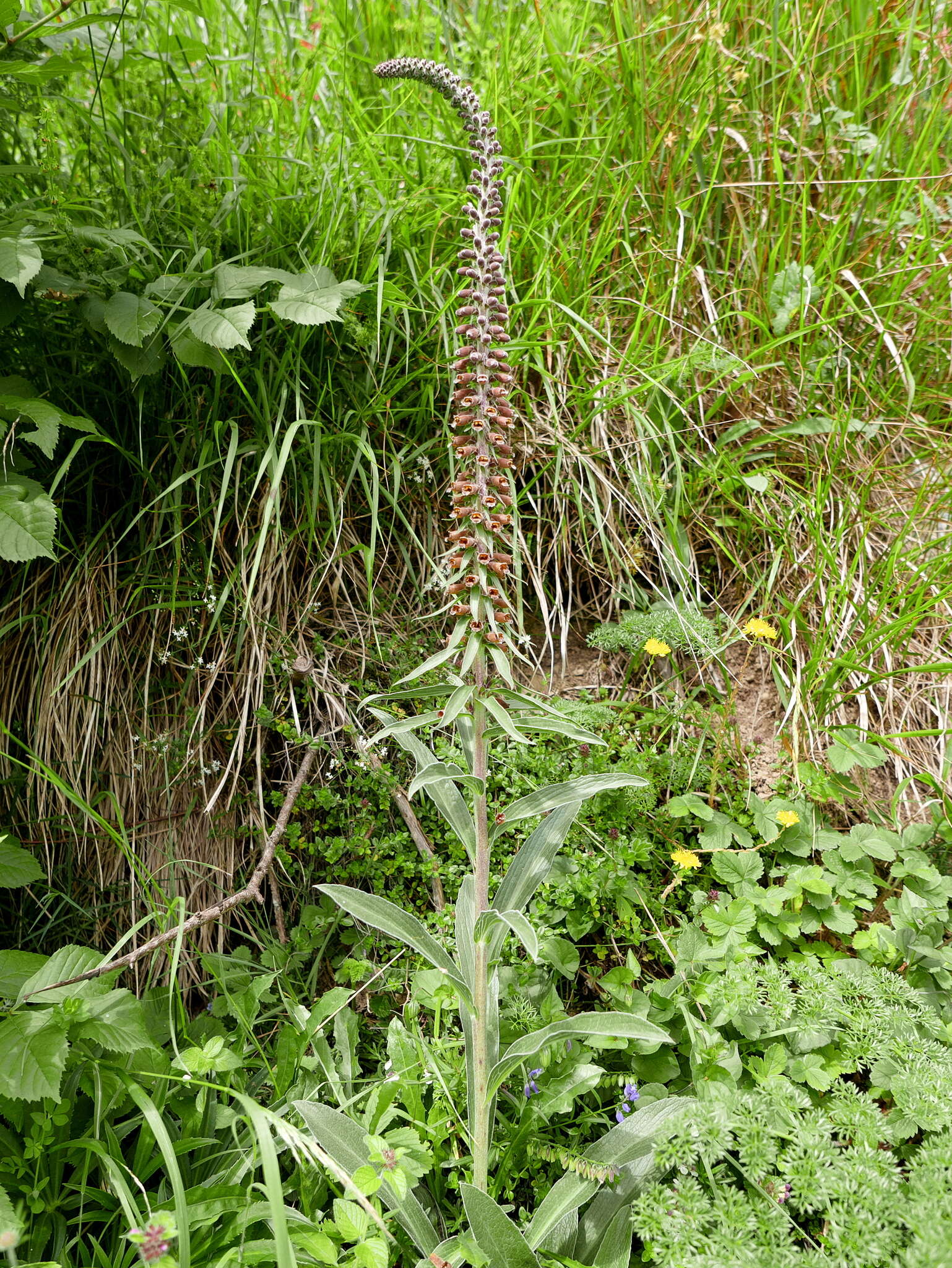 Image of Digitalis parviflora Jacq.