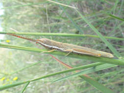 Image of Wyoming Toothpick Grasshopper