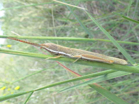 Image of Wyoming Toothpick Grasshopper