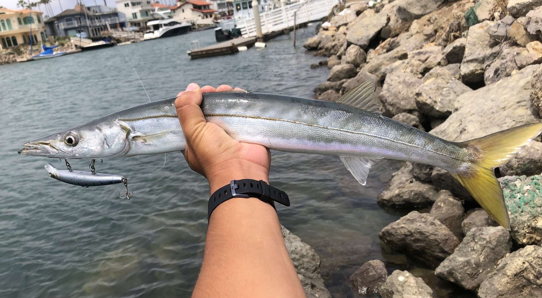 Image of Pacific barracuda