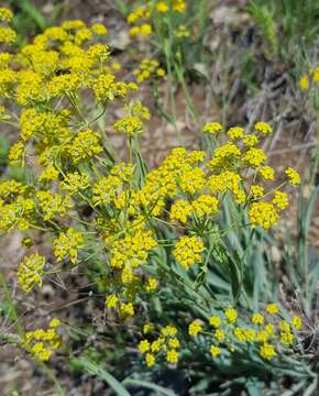 Image of Bupleurum sibiricum Vest ex Roem. & Schult.